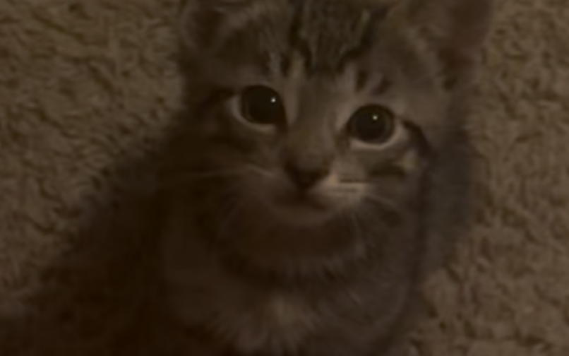 Изображение котенка